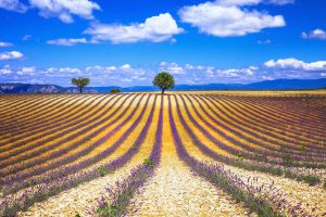 Lavender Field