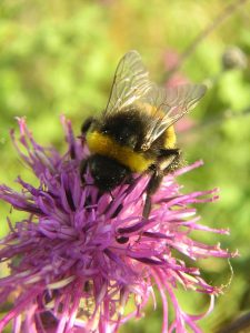 Monarda & Bee