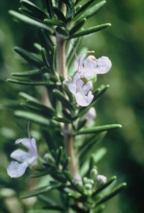 Rosemary