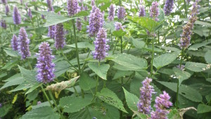 anise hyssop