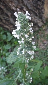 Catnip Flower