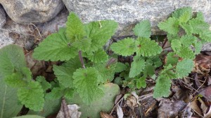 Catnip Leaves