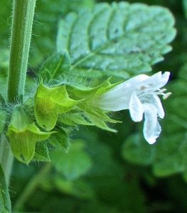 lemon-balm