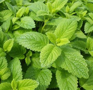 lemonbalm2