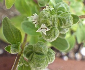 marjoram2