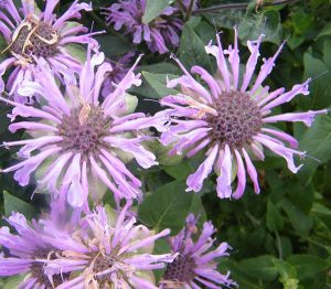 monarda