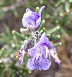 Picture of Rosmarinus officinalis-type unidentified