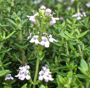 thyme-2-a