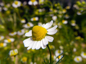 German Chamomile