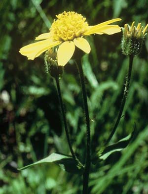 Arnica-Arnica-mollis-a