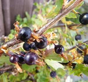 Black-currant-a