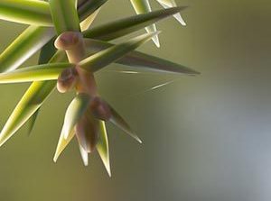 Cade oil is made from Juniperus oxycedrus