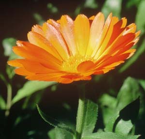 Calendula-Calendual-officinalis-a