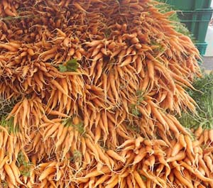 Carrot-Root-b