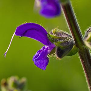 Clary-sage-a