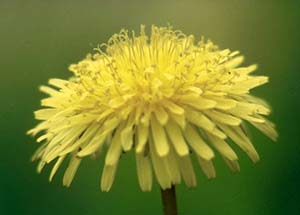 Dandelion- Taken by Richard Katz