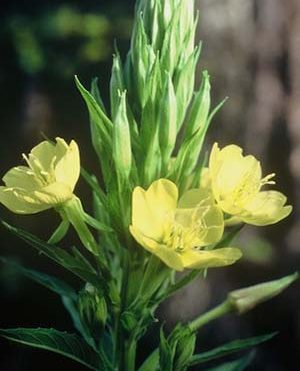 Evening-Primrose-Oenothera-hookeri-a