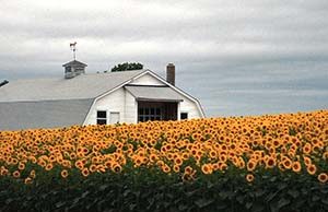 Field-of-sunflowers-a