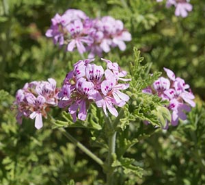 Geranium-a