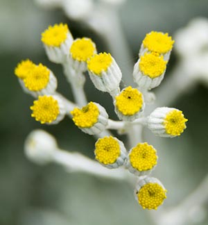 Helichrysum-a