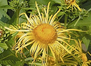 Inula-helenium-a