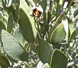 Jojoba