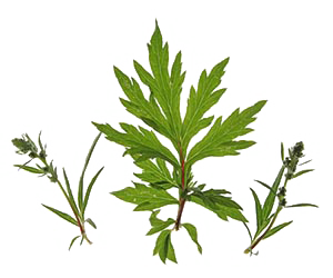 Mugwort-b