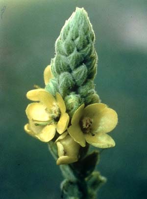 Mullein-Verbascum-theapsus-a