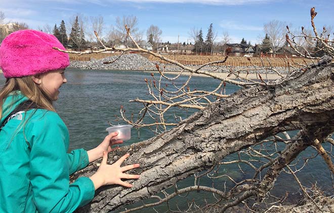 Laura Pasacreta's daughter gets involved picking Poplar Buds in Alberta in the spring. (Laura was an earth spirit medicine student), who got her whole family involved in her studies!