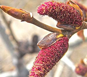 Poplar-bud-a