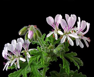 Rose-geranium-a