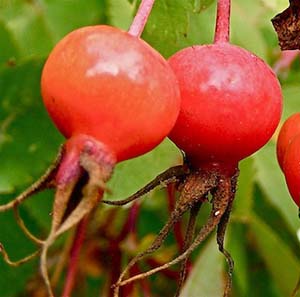 Rosehip- Seeds inside pod.