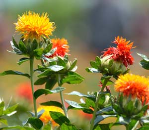 Safflower-b