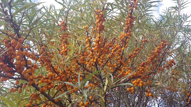 SeaBuckthorn-Berries-a