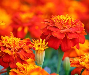 Tagetes-a