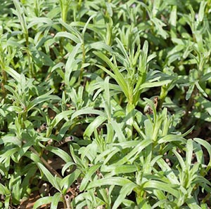 Tarragon-a