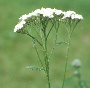 Yarrow- picture by Richard Katz- Flower Essence Society