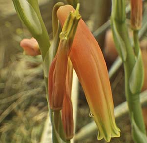 Aloe Vera