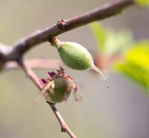 Apricot