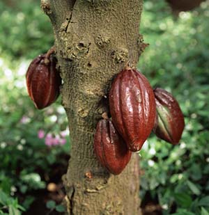 cacao-pod1-a