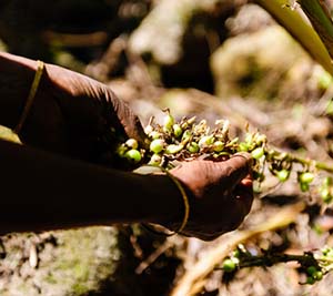 Unripe cardamon berries