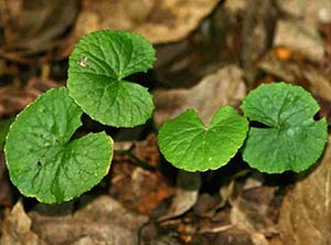 centella-a