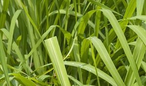 Citronella grass