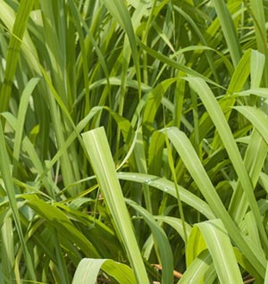 Citronella grass