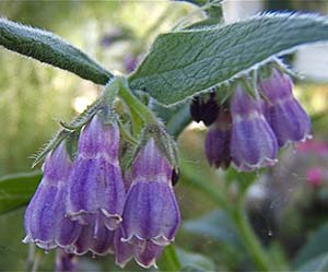 comfrey-a