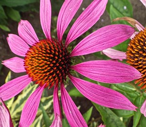 echinacea-a