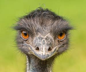 emu1-a