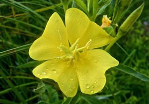 evening-primrose-1-flower-b