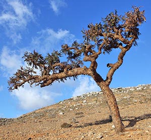 A frankincense tree