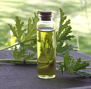 geranium-herbal-oil-a